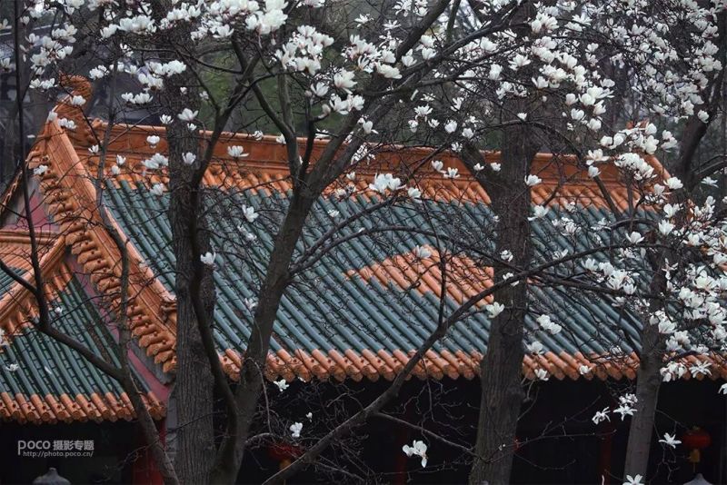 花卉摄影技巧，你知道多少?-12.jpeg