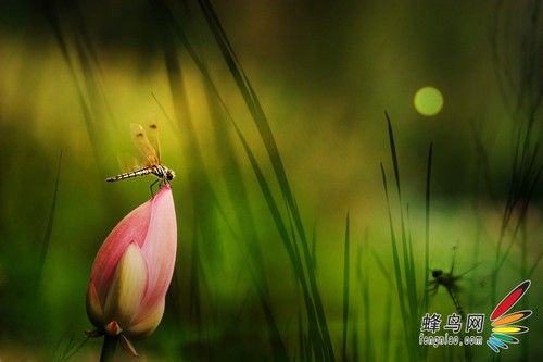 虚实得当 大光圈小景深打造唯美大片-10.jpg