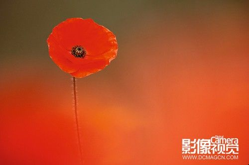 佳片解析 超实用的拍摄花卉实战小技巧-1.jpg