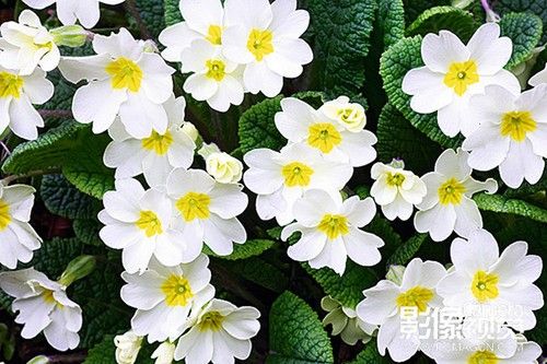 佳片解析 超实用的拍摄花卉实战小技巧-4.jpg