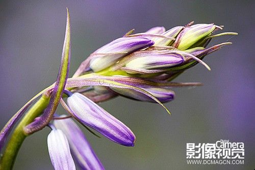 佳片解析 超实用的拍摄花卉实战小技巧-5.jpg