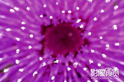 佳片解析 超实用的拍摄花卉实战小技巧-7.jpg