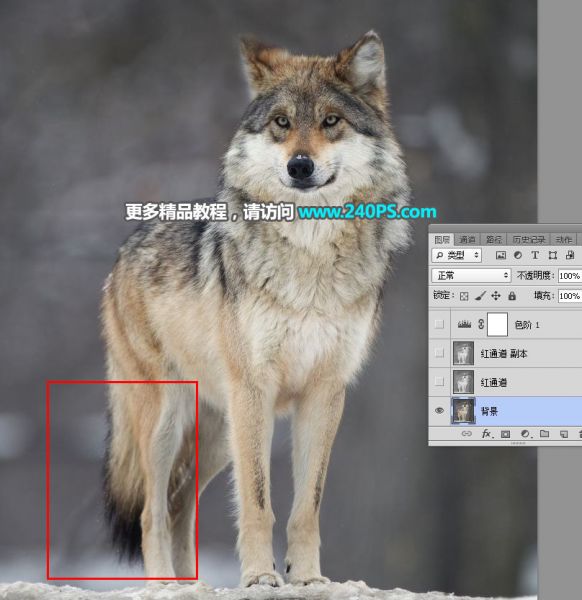 PS抠图教程：抠取毛茸茸的雪中灰狼-3.jpg