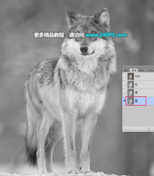 PS抠图教程：抠取毛茸茸的雪中灰狼-7.jpg