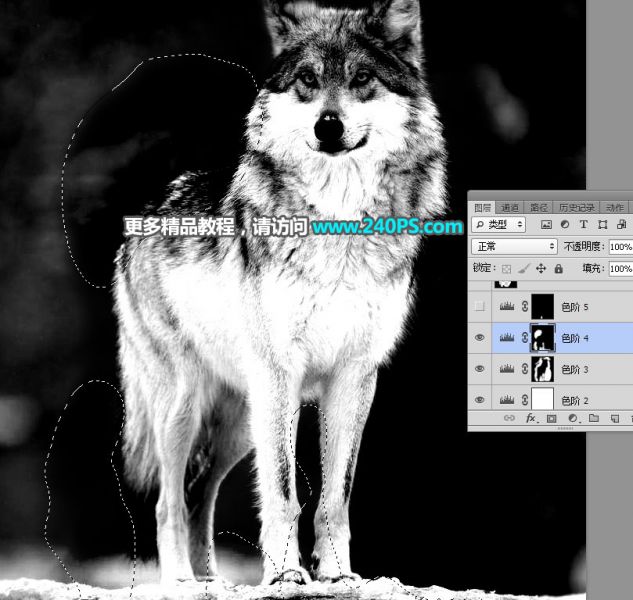 PS抠图教程：抠取毛茸茸的雪中灰狼-23.jpg