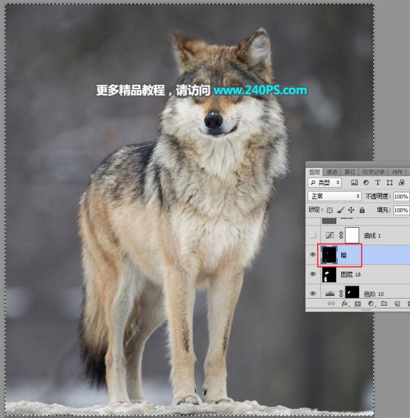 PS抠图教程：抠取毛茸茸的雪中灰狼-53.jpg