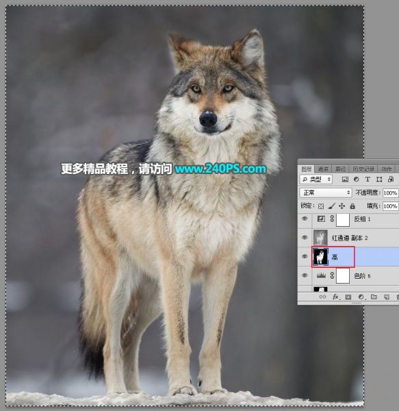 PS抠图教程：抠取毛茸茸的雪中灰狼-59.jpg