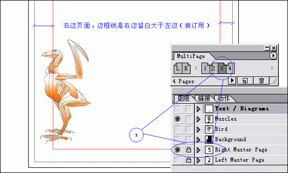 ILLUSTRATOR如何实现分页功能-33.gif