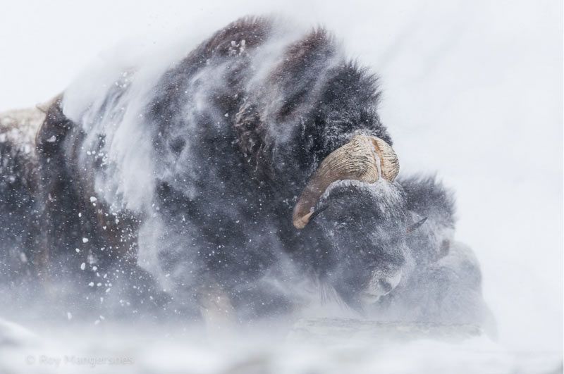 20个惊人的野生动物摄影作品-2.jpg