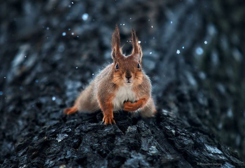 20个惊人的野生动物摄影作品-10.jpg