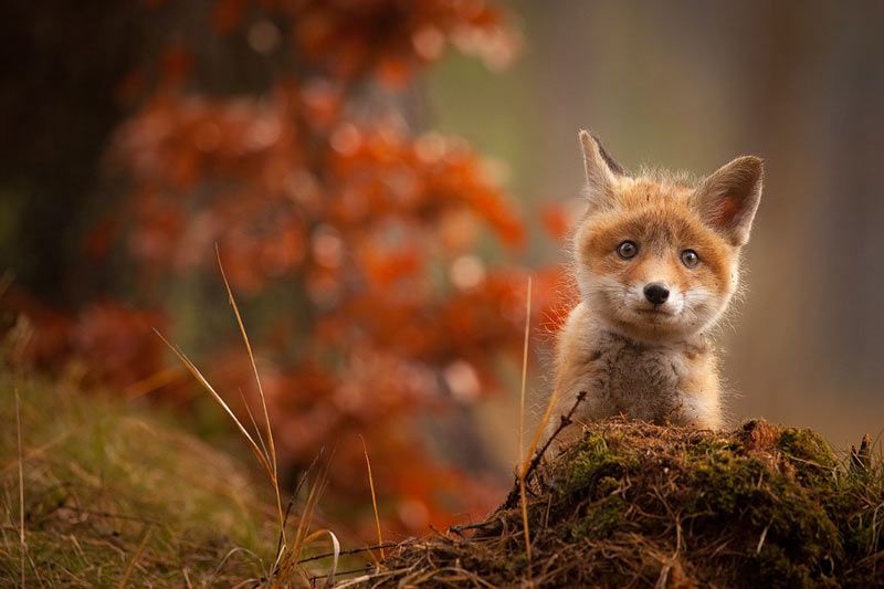 20个惊人的野生动物摄影作品-14.jpg
