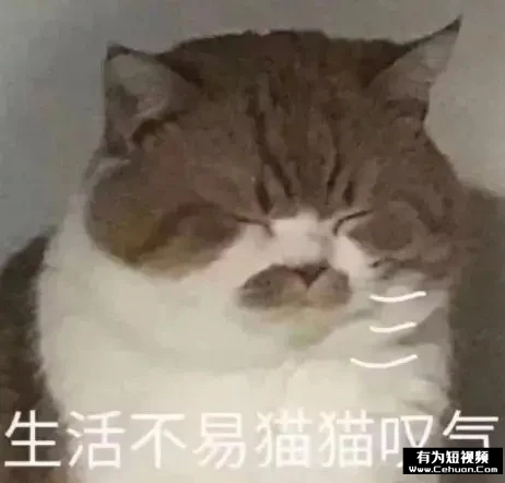 揭秘：号称零撸的“养猫赚钱”骗局套路！-1.png