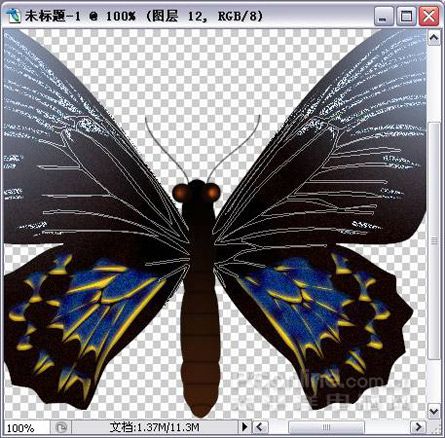 Photoshop绘制漂亮蝴蝶-23.jpg