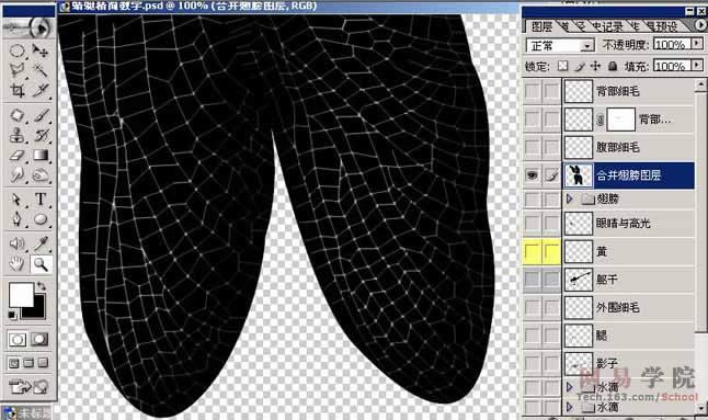 PS绘制蜻蜓的过程和效果-30.jpg