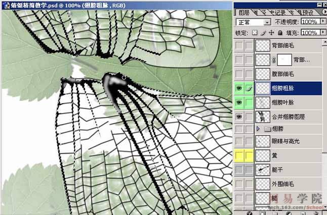 PS绘制蜻蜓的过程和效果-35.jpg