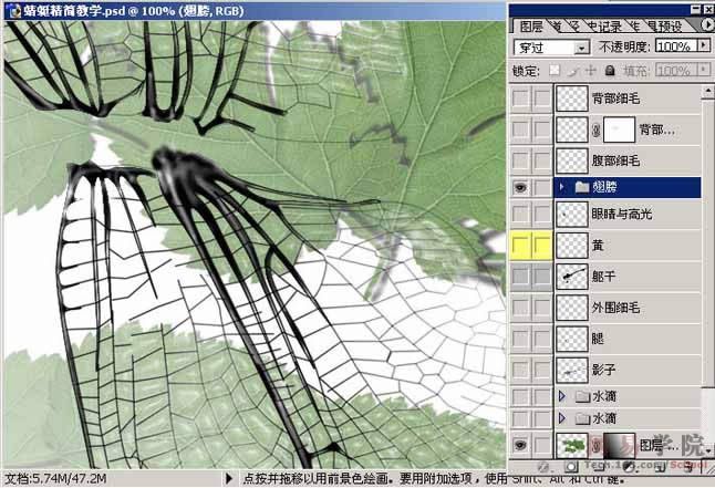 PS绘制蜻蜓的过程和效果-36.jpg