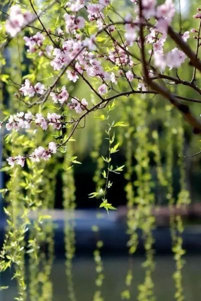 摄影技巧｜春季拍花，大家都不用的构图方法竟然拍得这...-8.jpg