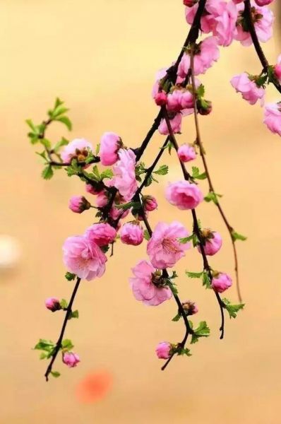 摄影技巧｜春季拍花，大家都不用的构图方法竟然拍得这...-14.jpg