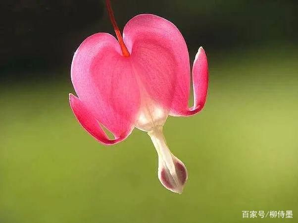 想让花卉摄影更耐看？逻辑思维不能少！3个方法供参考-1.jpg