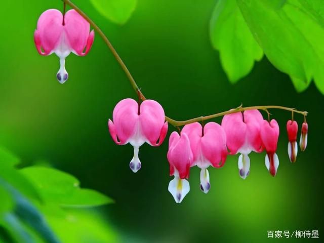 想让花卉摄影更耐看？逻辑思维不能少！3个方法供参考-4.jpg