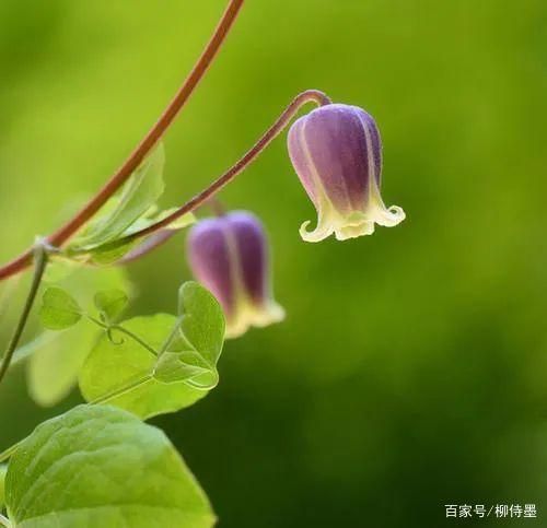 想让花卉摄影更耐看？逻辑思维不能少！3个方法供参考-5.jpg