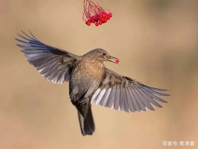 教科书级鸟类摄影师：用相机“孵化”鸟儿，光有过硬技...-3.jpg