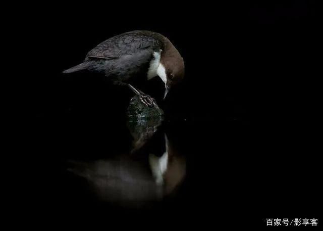 教科书级鸟类摄影师：用相机“孵化”鸟儿，光有过硬技...-38.jpg