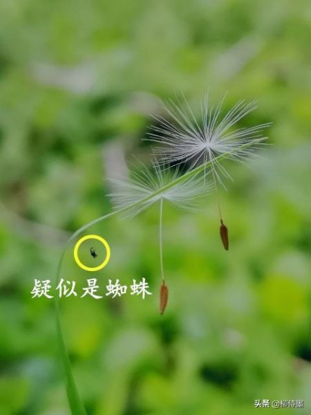 花卉摄影的3个禁忌，6个拍摄技法解析，拍出花花世界的美丽-3.jpg