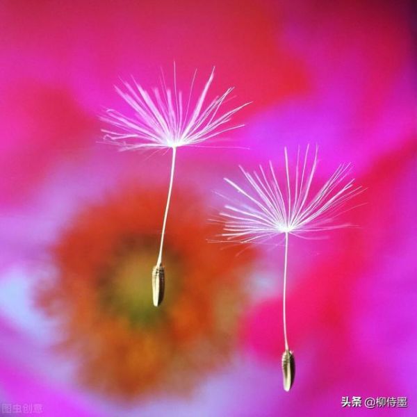 花卉摄影的3个禁忌，6个拍摄技法解析，拍出花花世界的美丽-5.jpg