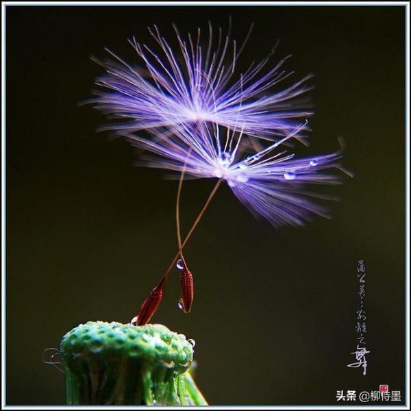 花卉摄影的3个禁忌，6个拍摄技法解析，拍出花花世界的美丽-6.jpg