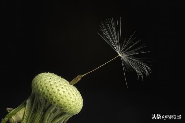 花卉摄影的3个禁忌，6个拍摄技法解析，拍出花花世界的美丽-7.jpg