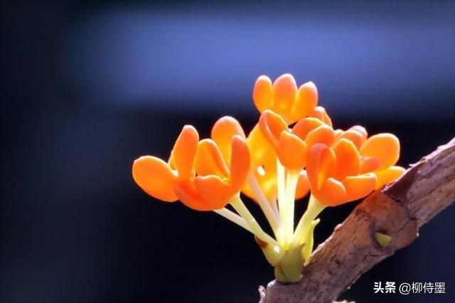 花卉摄影的3个禁忌，6个拍摄技法解析，拍出花花世界的美丽-16.jpg