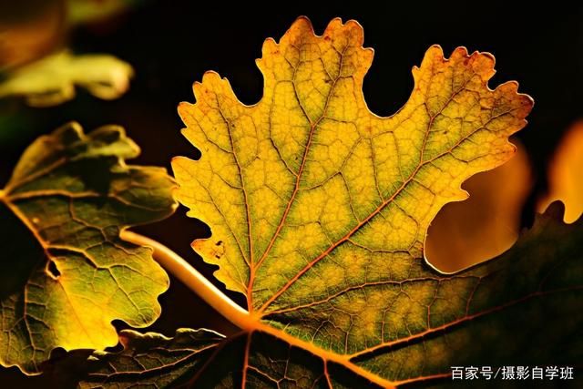 拍花朵的6个技巧，帮你把小花拍成大片，摄影新手也能拍...-2.jpg