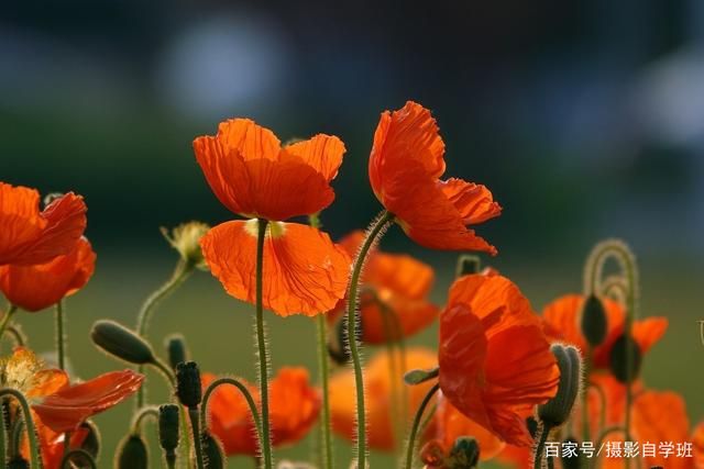 拍花朵的6个技巧，帮你把小花拍成大片，摄影新手也能拍...-3.jpg