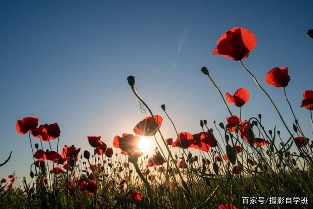 拍花朵的6个技巧，帮你把小花拍成大片，摄影新手也能拍...-4.jpg