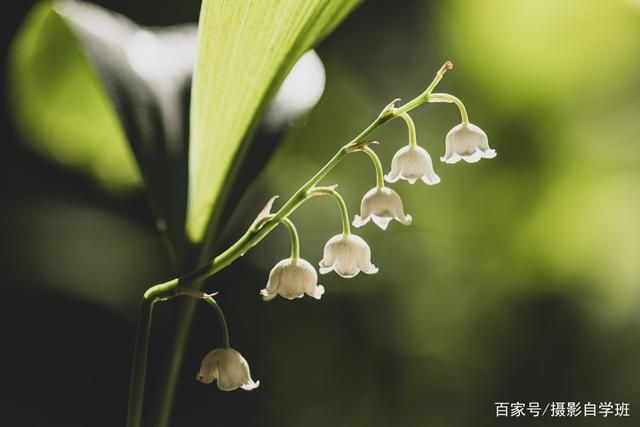 拍花朵的6个技巧，帮你把小花拍成大片，摄影新手也能拍...-5.jpg