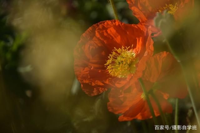 拍花朵的6个技巧，帮你把小花拍成大片，摄影新手也能拍...-6.jpg