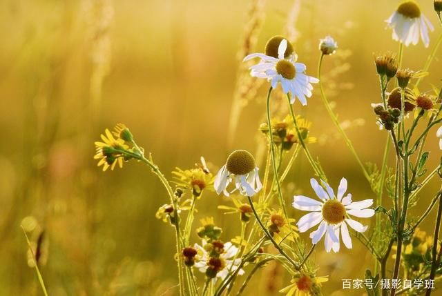 拍花朵的6个技巧，帮你把小花拍成大片，摄影新手也能拍...-7.jpg