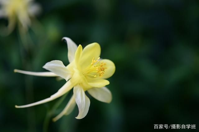拍花朵的6个技巧，帮你把小花拍成大片，摄影新手也能拍...-8.jpg