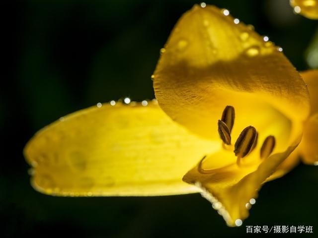拍花朵的6个技巧，帮你把小花拍成大片，摄影新手也能拍...-9.jpg