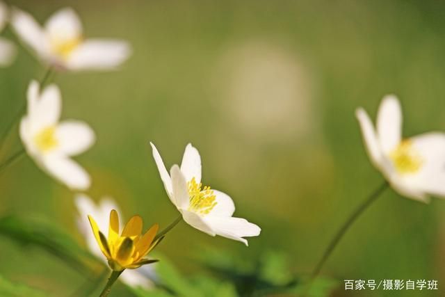 拍花朵的6个技巧，帮你把小花拍成大片，摄影新手也能拍...-11.jpg