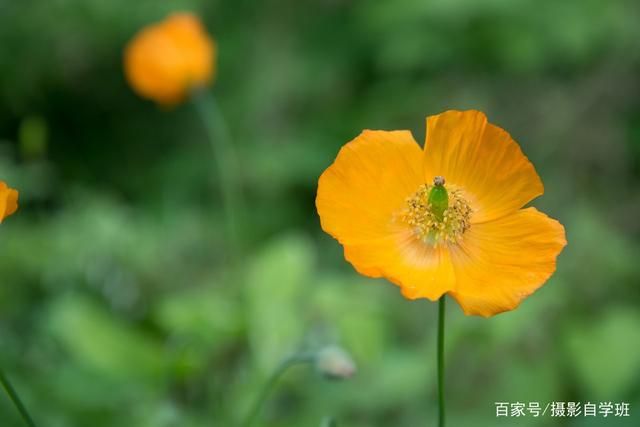 拍花朵的6个技巧，帮你把小花拍成大片，摄影新手也能拍...-12.jpg