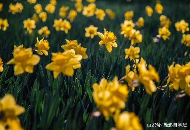 拍花朵的6个技巧，帮你把小花拍成大片，摄影新手也能拍...-13.jpg