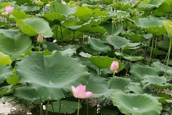 深圳将“人满为患”的景点，摄影者的天堂，夏季“格外...-1.jpg