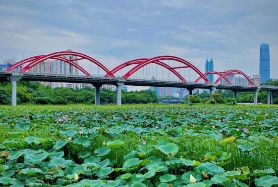 深圳将“人满为患”的景点，摄影者的天堂，夏季“格外...-5.jpg