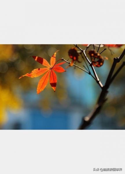用佳能24—105镜头，实拍25张秋叶和菊花的照片，你喜欢哪...-1.jpg