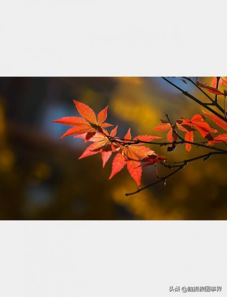 用佳能24—105镜头，实拍25张秋叶和菊花的照片，你喜欢哪...-3.jpg