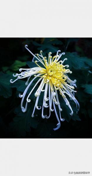用佳能24—105镜头，实拍25张秋叶和菊花的照片，你喜欢哪...-5.jpg