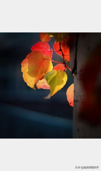 用佳能24—105镜头，实拍25张秋叶和菊花的照片，你喜欢哪...-9.jpg