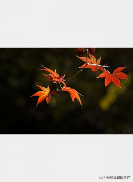 用佳能24—105镜头，实拍25张秋叶和菊花的照片，你喜欢哪...-10.jpg